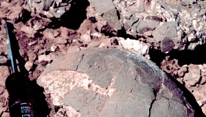 Szczątki odnalezione w Mongolii