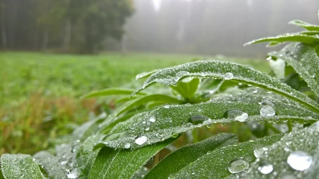 Zdjęcie wykonane smartfonem Lumia 950 Zdjęcie wykonane smartfonem Lumia 950