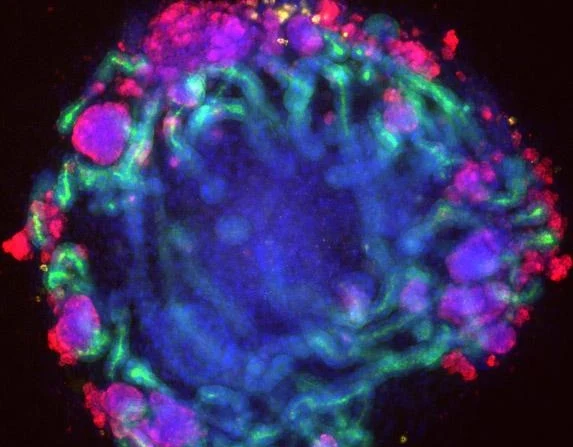 Tak wygląda mininerka z laboratorium Tak wygląda mininerka z laboratorium