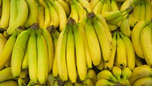 Czy naprawdę łączy nas z bananem 60% DNA? Fakty i mity tego pokrewieństwa