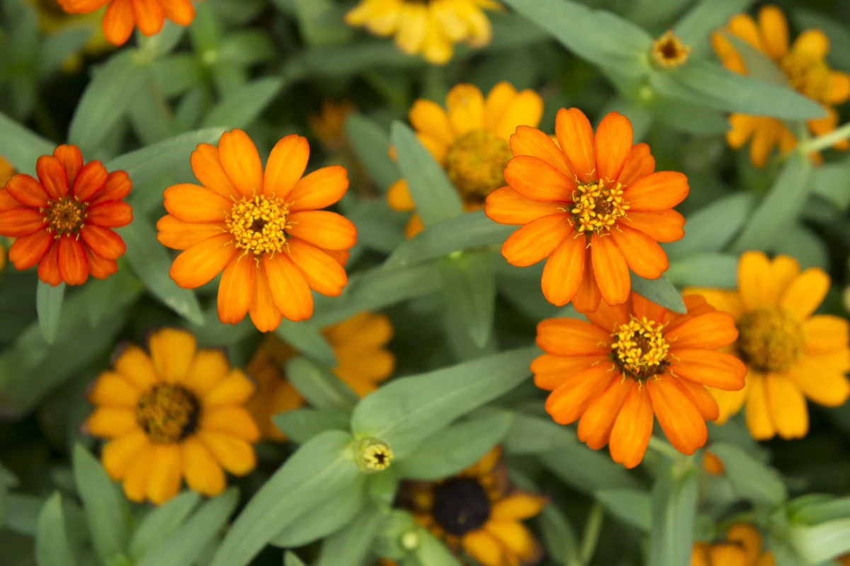 Nagietki były obowiązkową pozycją w ogrodach naszych babć, nie tylko ze względu na walory wizualne, ale i właściwości lecznicze