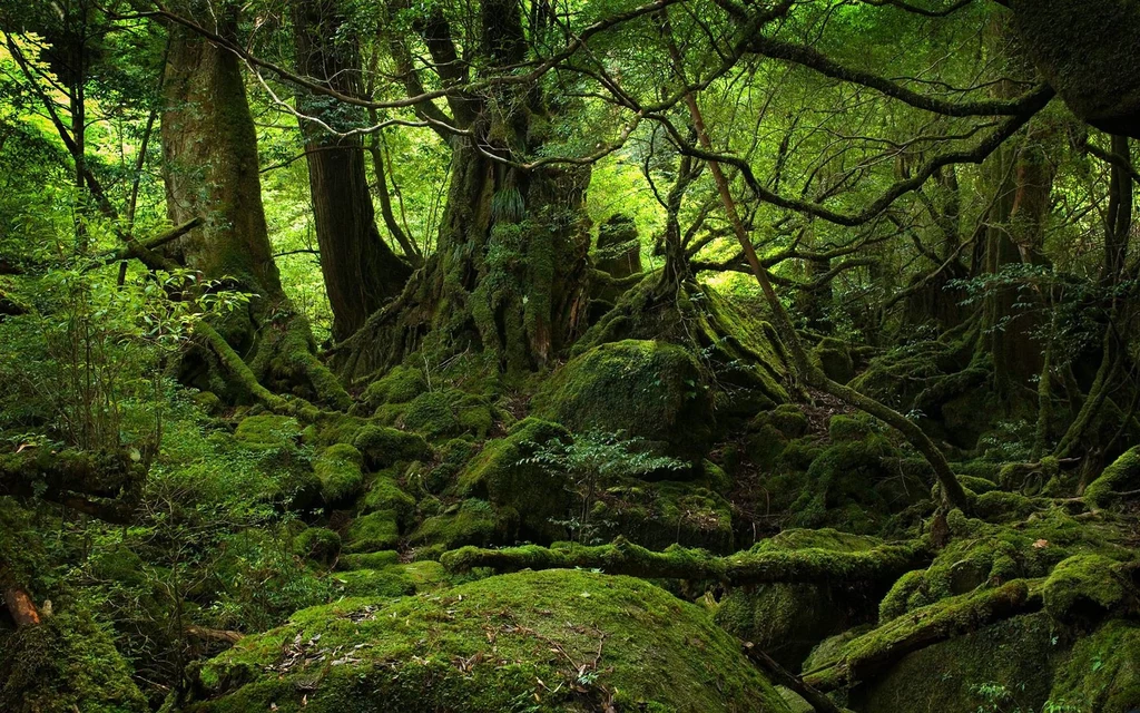 Las Aokigahara