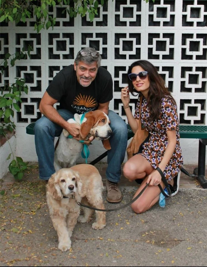 Clooneyowie z adoptowanym psem