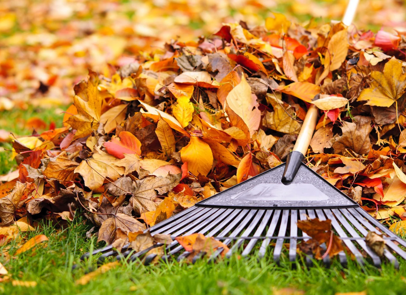 Ocieplenie zmieni tempo rozkładu organicznych szczątków takich, jak liście Ocieplenie zmieni tempo rozkładu organicznych szczątków takich, jak liście