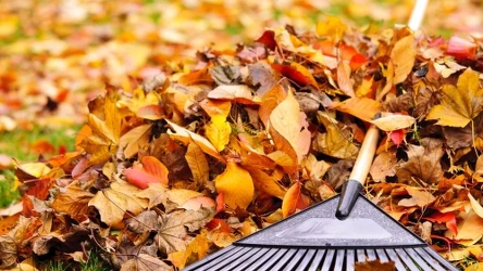 Na działce zakazane jest palenie liści i gałęzi.