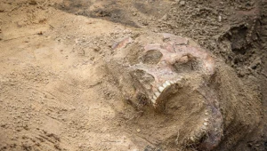 "Ofiary wrzucano, jedną na drugą, a czasami dopychano, by zwłoki zajmowały mniej miejsca"