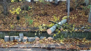 Strażacy pocięli drzewo, które przewróciło się na dwie kobiety