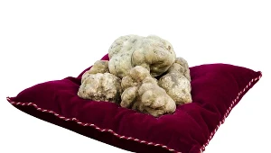 W tym roku ceny trufli są wyraźnie wyższe niż zazwyczaj