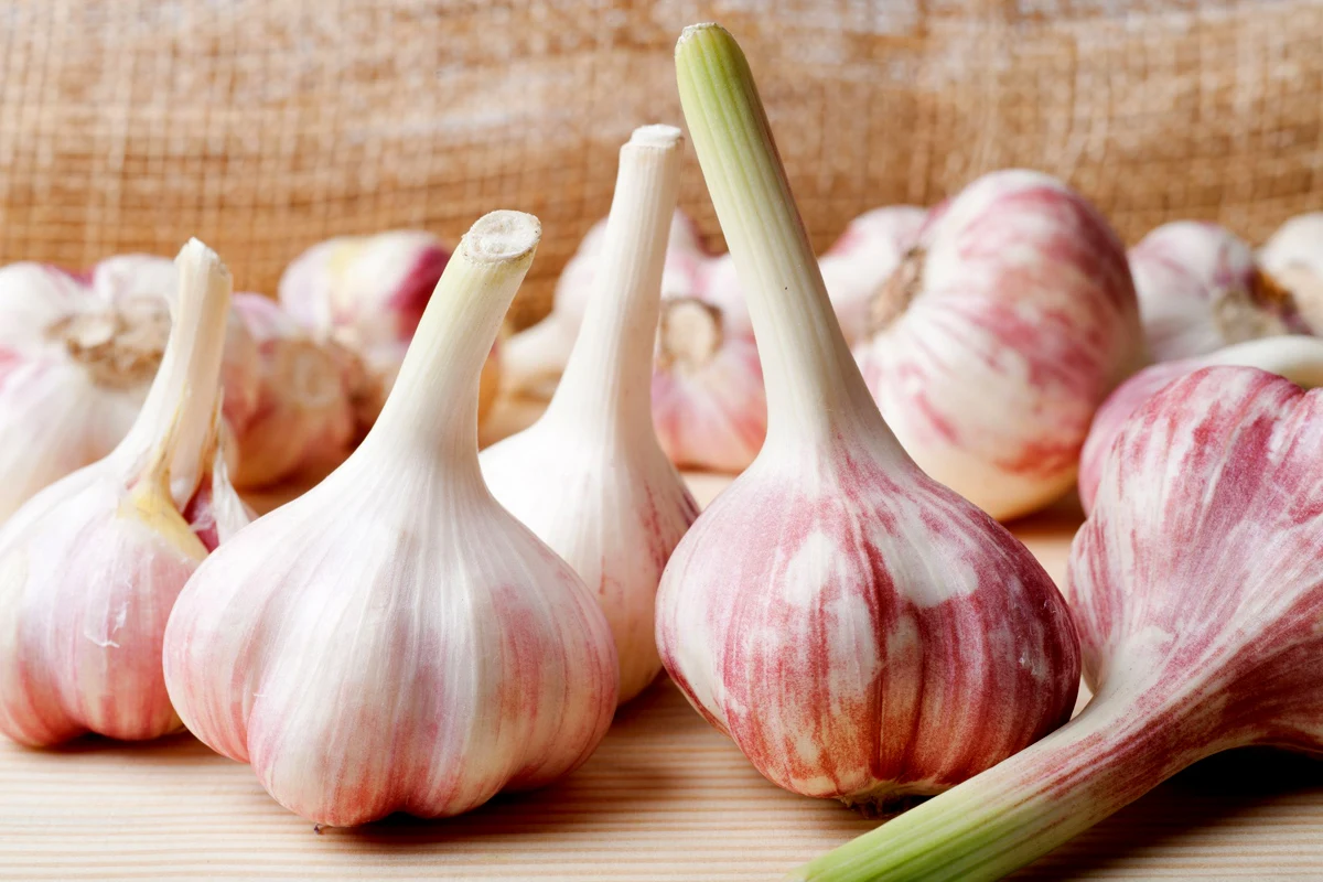 Czosnek zachowa swoje walory odżywcze i smakowe, jeśli zadbamy o jego właściwe przechowanie. Czosnek zachowa swoje walory odżywcze i smakowe, jeśli zadbamy o jego właściwe przechowanie.