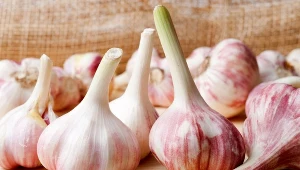 Zacznij przechowywać tak czosnek. Nie zgorzknieje i nie zepsuje się przez wiele miesięcy
