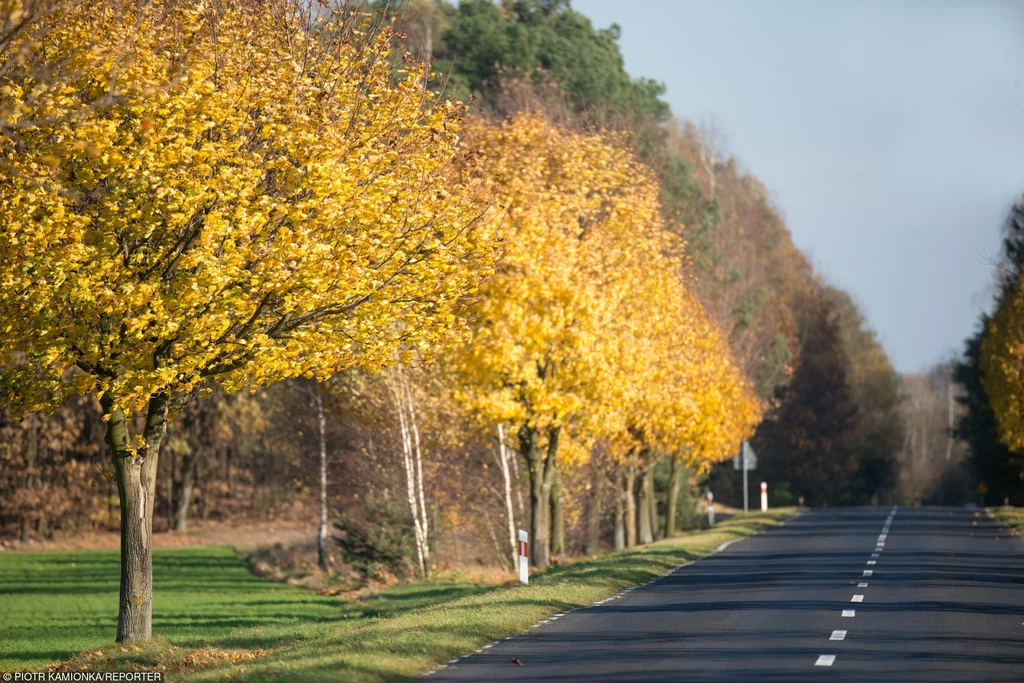 Nowe drzewa mają znajdować się dalej od drogi