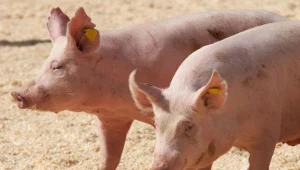 Właścicielem zwierzęcia jest chiński farmer Zhang Xiaping/ Zdjęcie ilustracyjne 