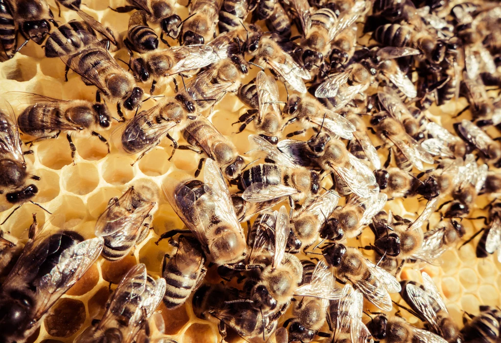 Pszczoły i inne zapylacze mają niezwykle ważny wpływ na światowe bezpieczeństwo żywnościowe. Odkrycie, że zanieczyszczenia powietrza mają negatywny wpływ na umiejętność zapylania owadów jest kolejnym powodem, dla którego powinniśmy walczyć ze smogiem