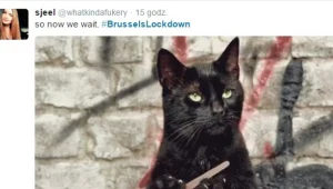 Zamiast zdjęć ulic - koty. Tak mieszkańcy Brukseli utrudniali terrorystom śledzenie policyjnej akcji w social mediach 