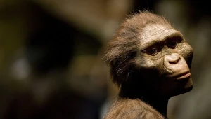 Rekonstrukcja Lucy Australopithecusa