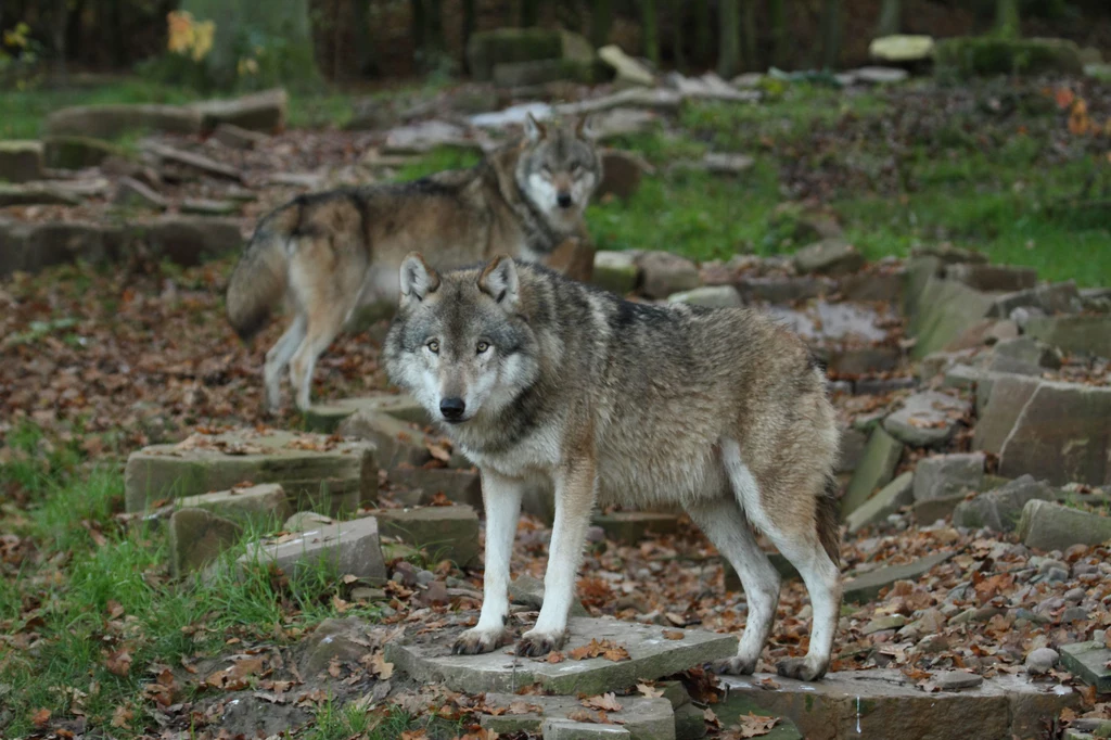 Wilk w Polsce jest objęty ścisłą ochroną
