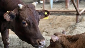 W Chinach powstaje fabryka, która będzie zajmować się klonowaniem krów, zdj. ilustracyjne