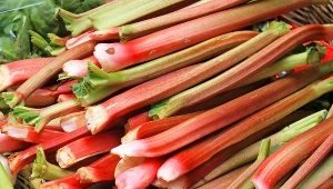 Rabarbaru powinni unikać cierpiący na choroby nerek