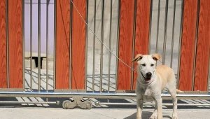 Zarzucone mu przestępstwo polegało na tym, że porzucił kilkunastoletnią, ciężarną sukę, zdj. ilustracyjne