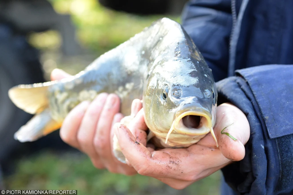 Karp Karp