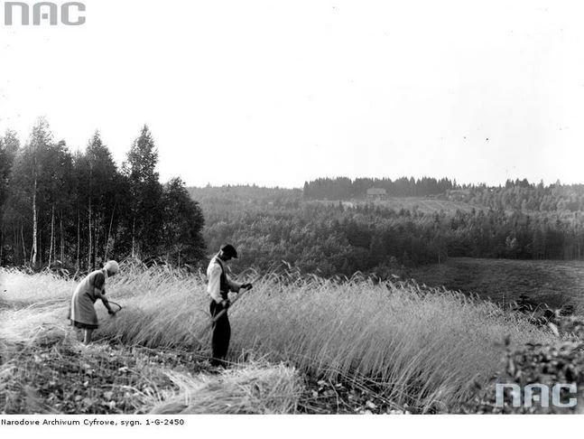 Żniwa w Burzynku k. Krakowa (rok 1930)
