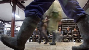 Górnicy w kopalni Halemba