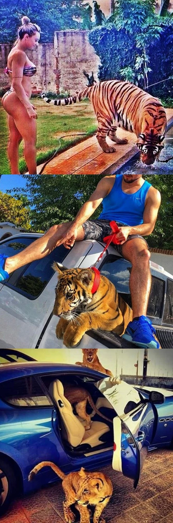 Lew, tygrys, puma, gepard - mając pieniądze wypada mieć egzotycznego kociaka Lew, tygrys, puma, gepard - mając pieniądze wypada mieć egzotycznego kociaka