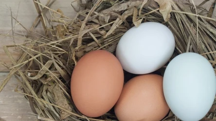 ​Brązowe jajka możesz wybielić. Wystarczy wrzucić to do garnka, by zyskać bielutkie pisanki