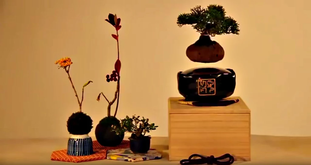 Air Bonsai - to naprawdę działa!