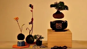 Air Bonsai: Nie ma fajniejszego gadżetu od lewitującej rośliny