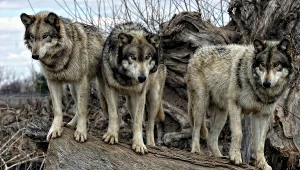 Wilki; zdj. ilustracyjne 