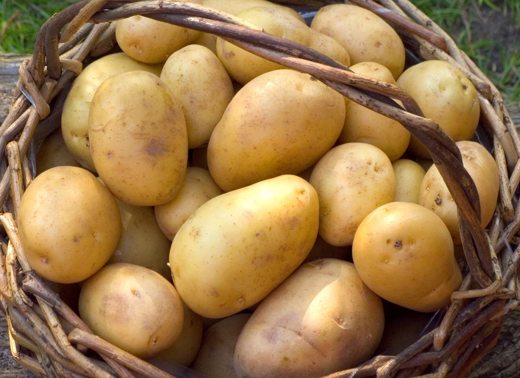 Młode ziemniaki są do kupienia na przełomie maja i czerwca