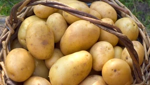 Młode ziemniaki są do kupienia na przełomie maja i czerwca