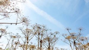 1,2 mln zł będzie kosztował trzyletni projekt usuwania barszczu Sosnowskiego w ośmiu gminach powiatu sanockiego na Podkarpaciu