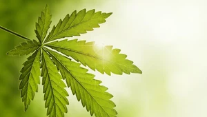 Marihuana sposobem na bolesną menstruację