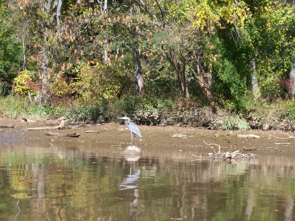 Czapla Błękitna na brzegu rzeki Anacostia