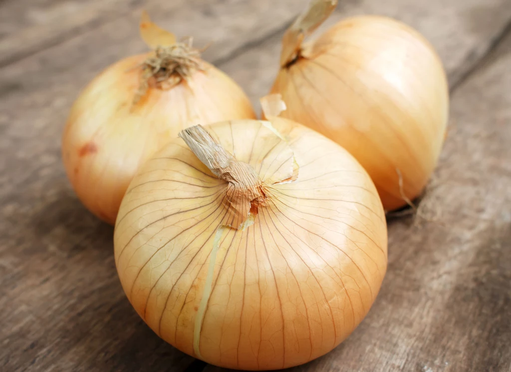 Cebula Cebula