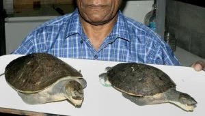 W Papui-Nowej Gwinei został odkryty nowy gatunek żółwia słodkowodnego