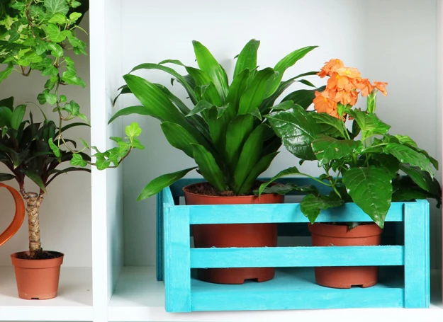 Zadbaj o rośliny w swoim domu szczególnie teraz