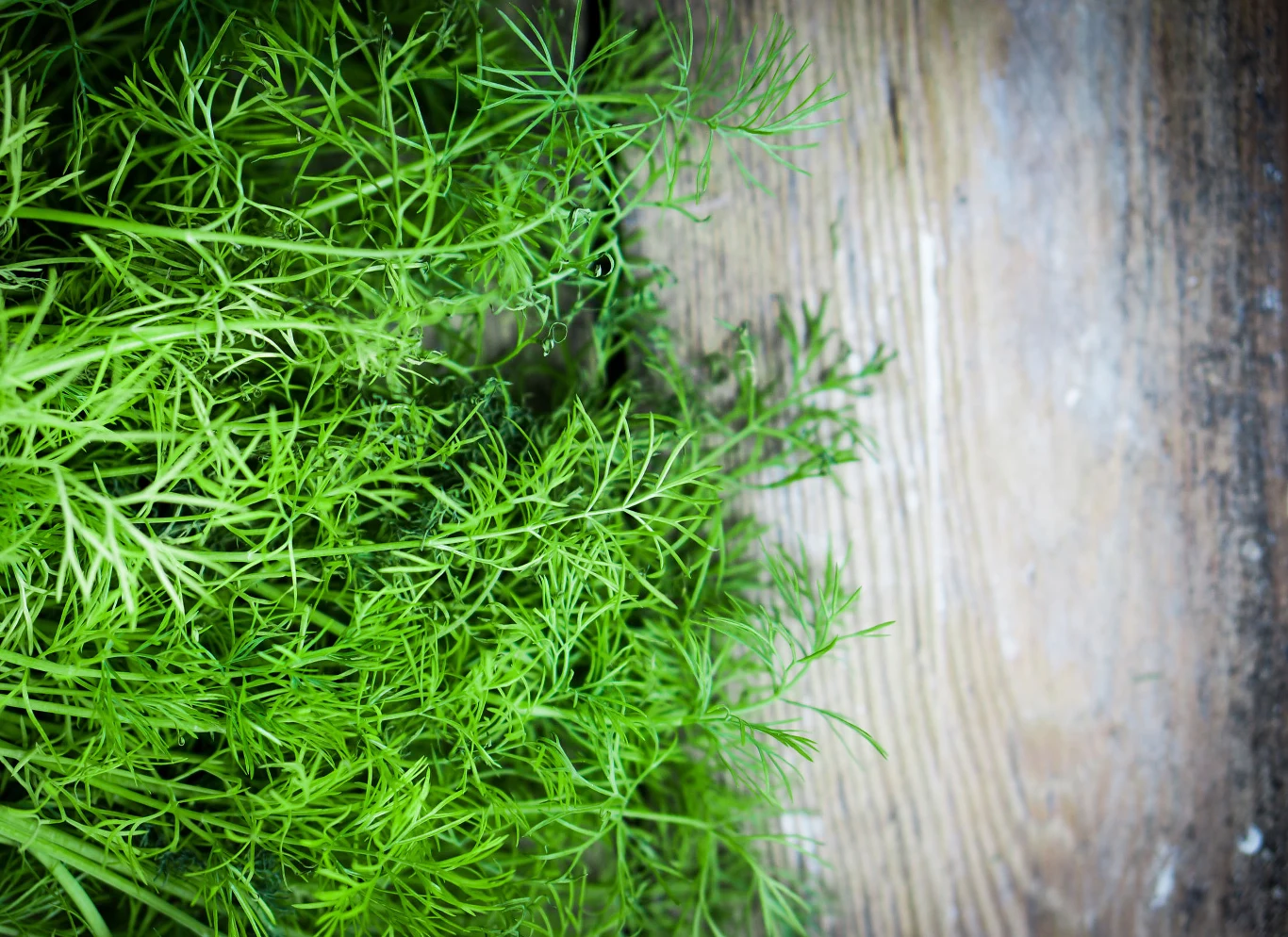Gałązki kopru pomogą pozbyć się z domu moli spożywczych. 