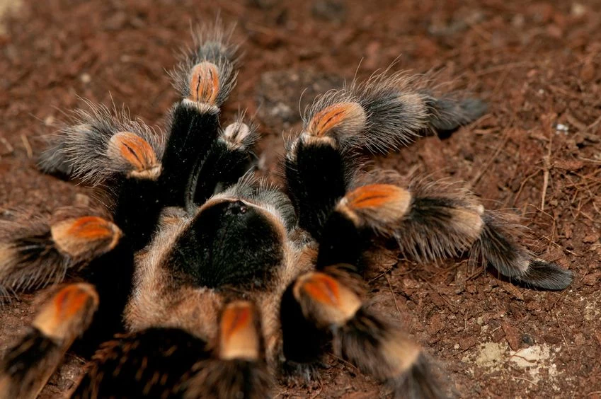 Czy dzięki ptasznikom stworzymy nową klasę leków przeciwbólowych? Tu Brachypelma smithi