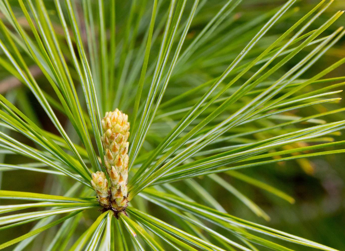 Żerowanie przekraski sosnówki prowadzi do zamierania drzew iglastych