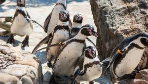 Stado pingwinów zamieszka w krakowskim ZOO
