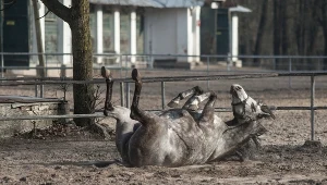 Stadnina koni w Janowie Podlaskim