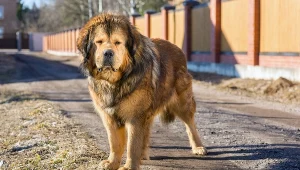 Jak ustalono, psy to mastify tybetańskie / zdj. ilustracyjne 