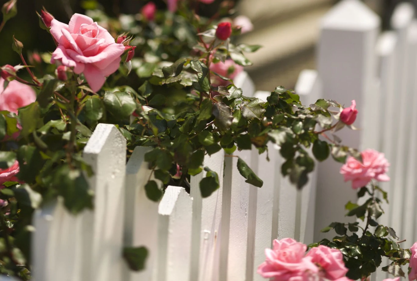 Zainfekowana roślina traci liście, kwitnie znacznie słabiej, a młode sadzonki mogą całkowicie obumrzeć.