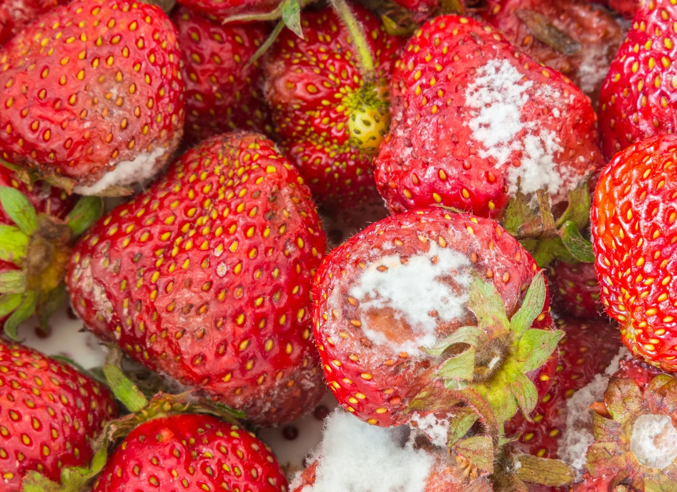 Nadpsute owoce najlepiej wyrzucić. Nie nadają się do wykorzystania w domowych przetworach