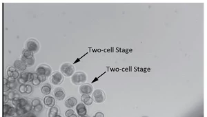 Dwukomórkowe embriony 4 godziny po starcie satelity /Fot. China Daily