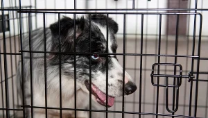 Pies w klatce; zdj. ilustracyjne