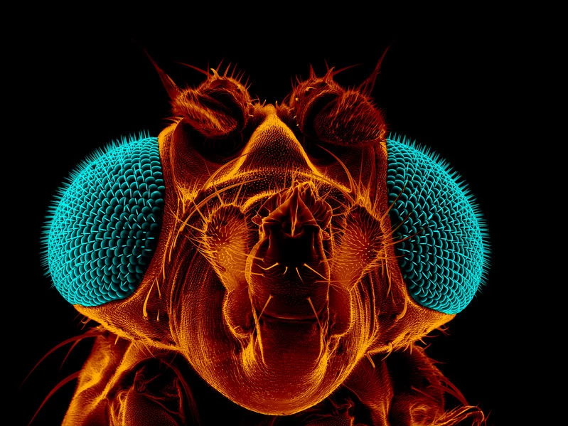 Czy muszki owocowe pomogą nam walczyć z chorobami neurodegeneracyjnymi?